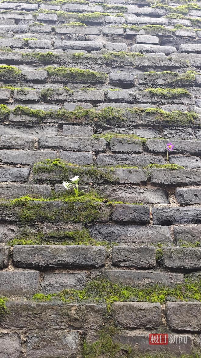 长蘑菇大雁塔受潮城墙布满青苔气象局解释成因PG麻将胡了模拟器西安连续一个多月降雨遍地(图5)