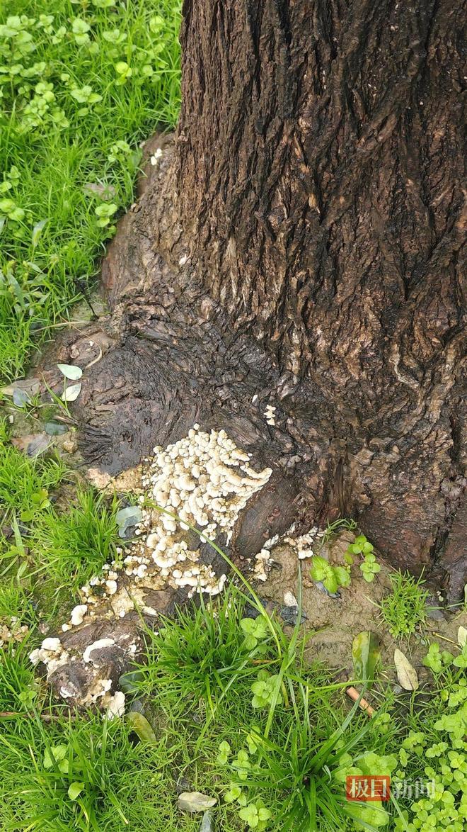 长蘑菇大雁塔受潮城墙布满青苔气象局解释成因PG麻将胡了模拟器